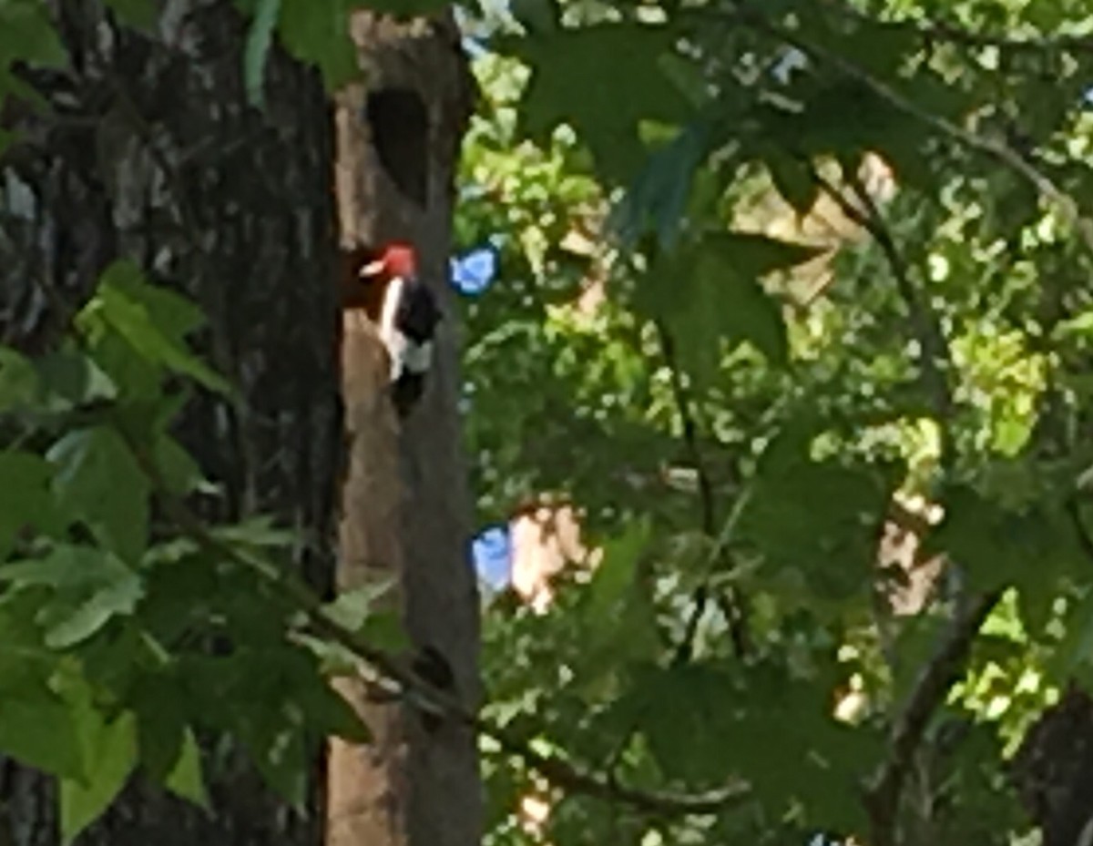 Red-headed Woodpecker - ML151207931