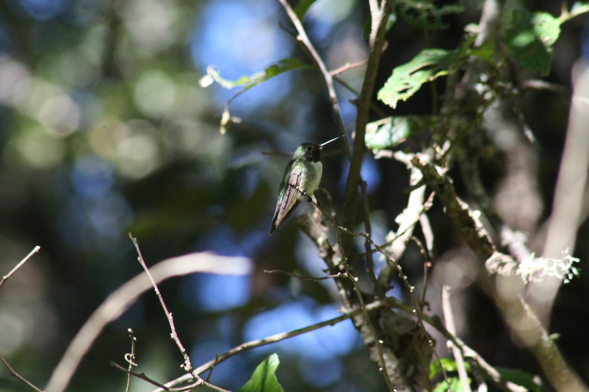 Geniş Kuyruklu Kolibri - ML151208631