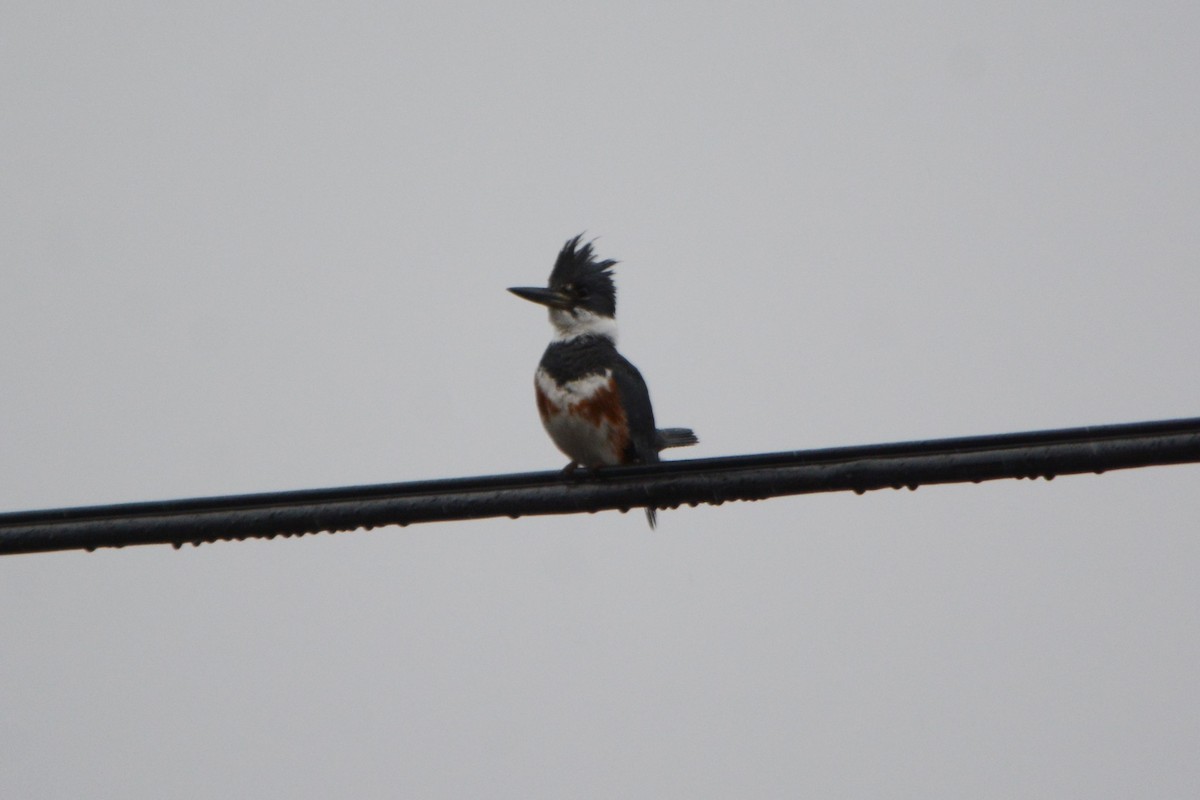 Belted Kingfisher - ML151210781