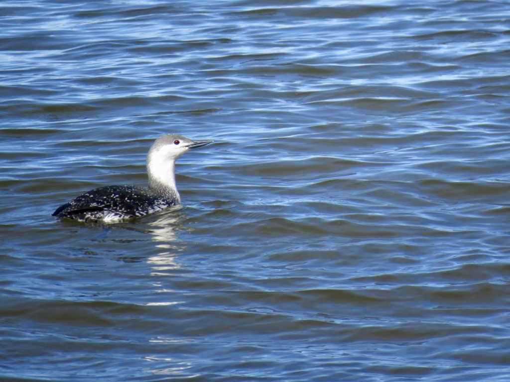 Red-throated Loon - Michelle Michaud