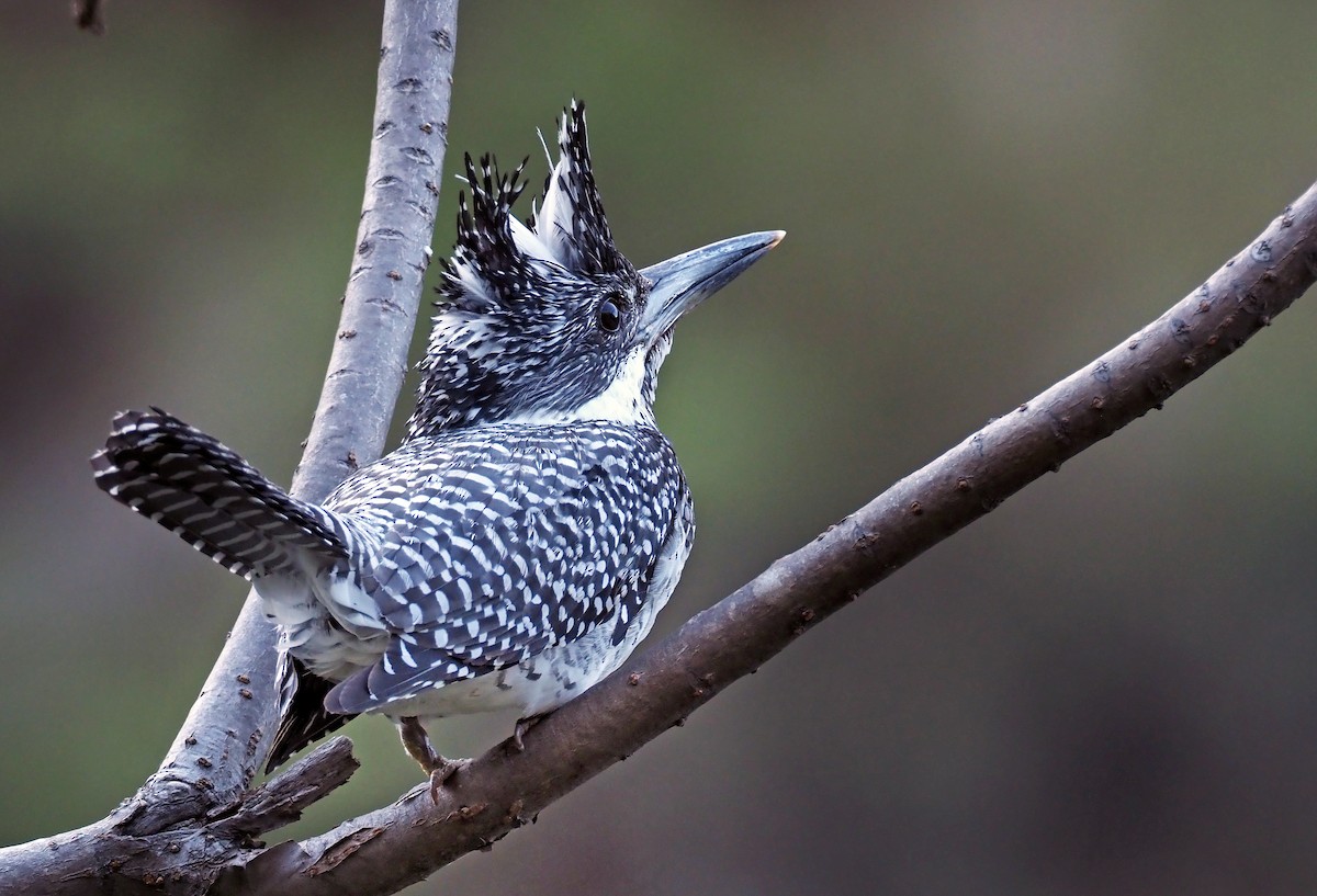 Crested Kingfisher - Andrew Spencer