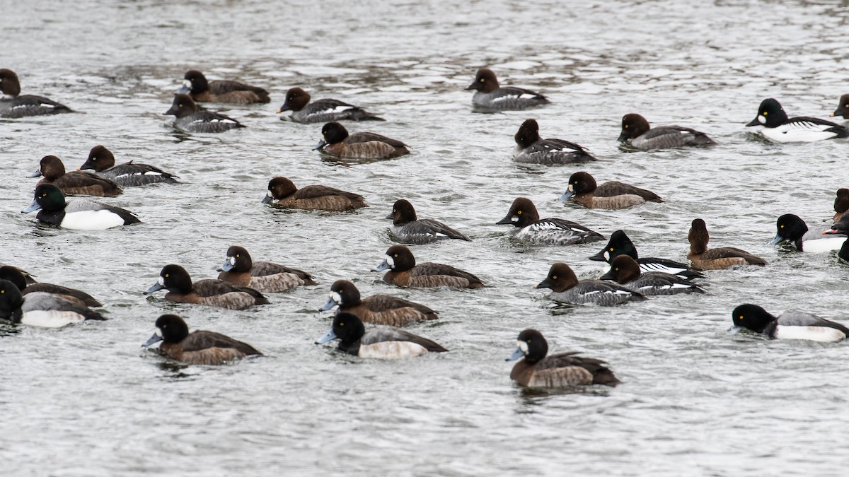 Greater Scaup - ML151213981
