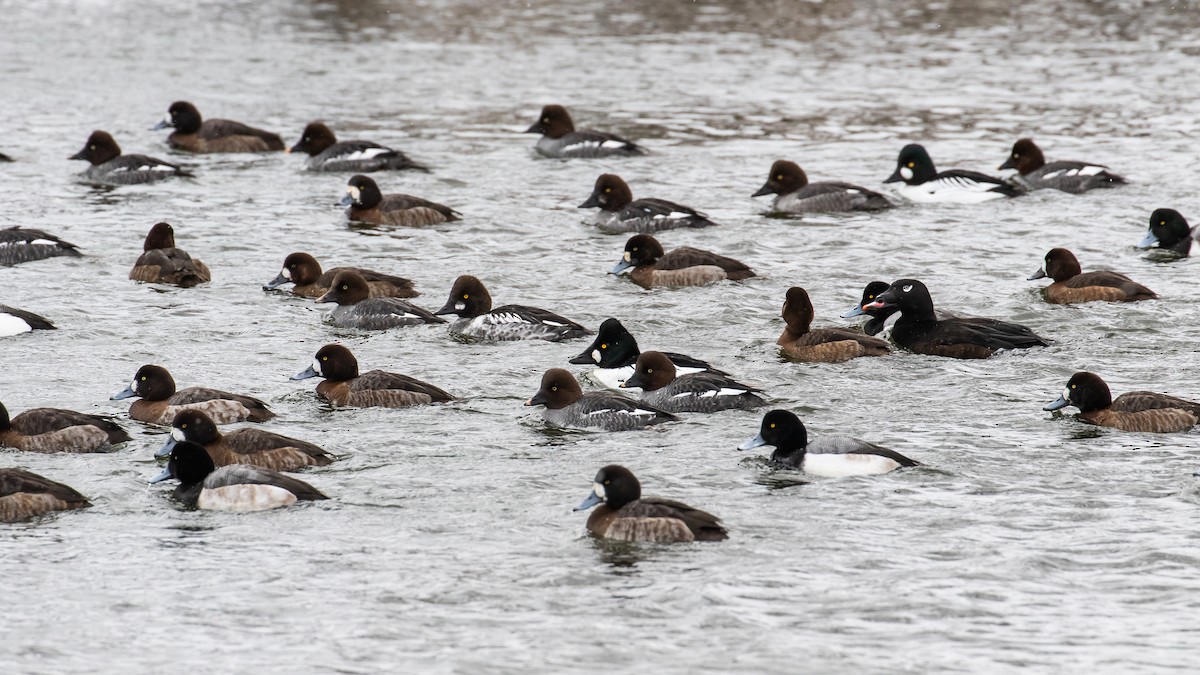 Greater Scaup - ML151213991