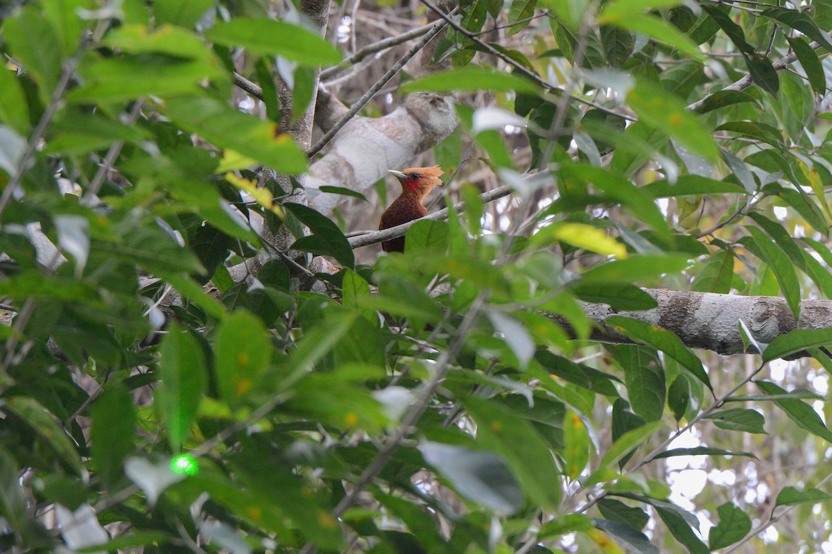 Chestnut-colored Woodpecker - ML151216811