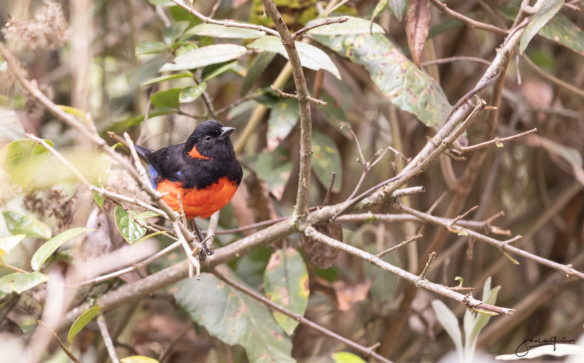 Scarlet-bellied Mountain Tanager - ML151218141