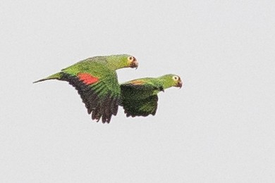Red-lored Parrot - Earl Johnson