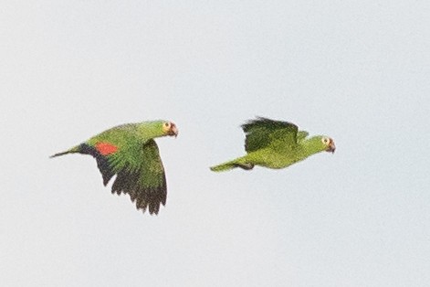 Red-lored Parrot - Earl Johnson