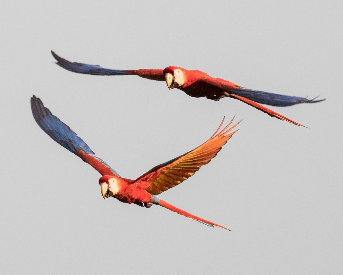 Scarlet Macaw - Earl Johnson