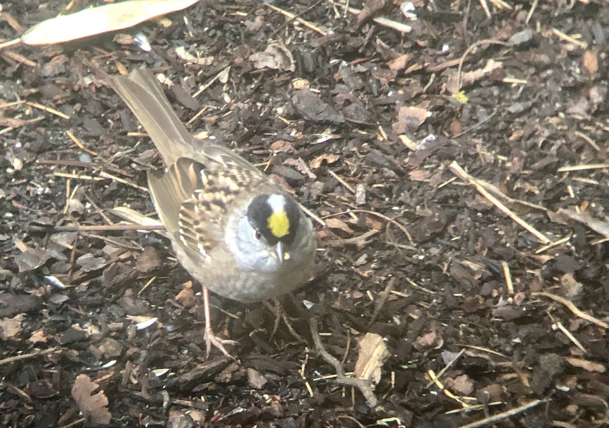 Golden-crowned Sparrow - Alex Lamoreaux