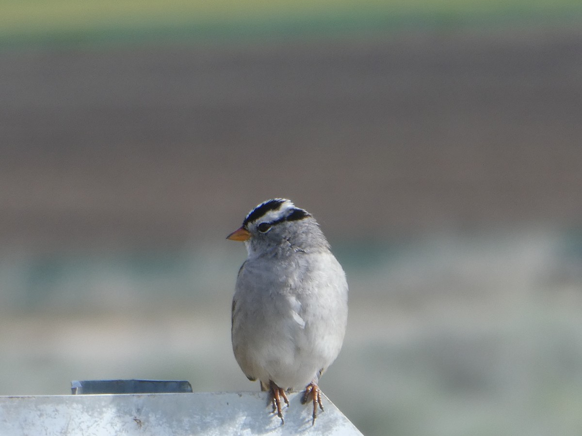 White-crowned Sparrow - Al Guarente