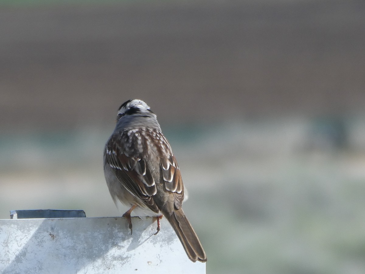 White-crowned Sparrow - ML151220131