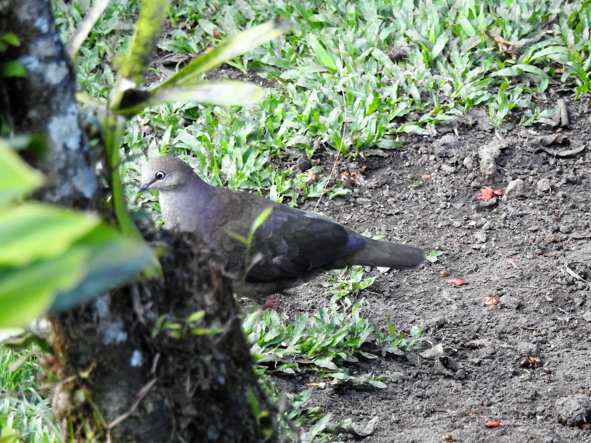 Gray-chested Dove - ML151221361