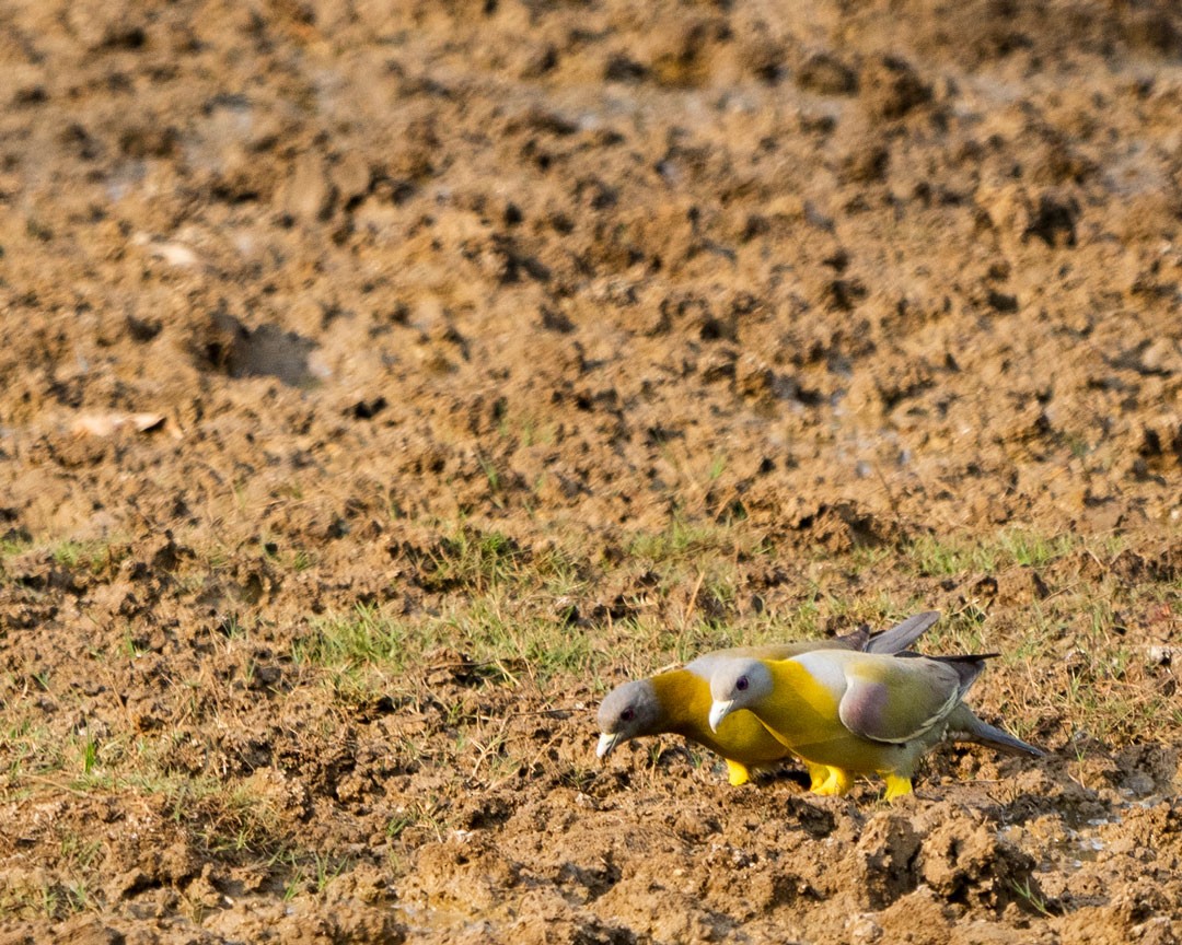 Yellow-footed Green-Pigeon - Revati Victor