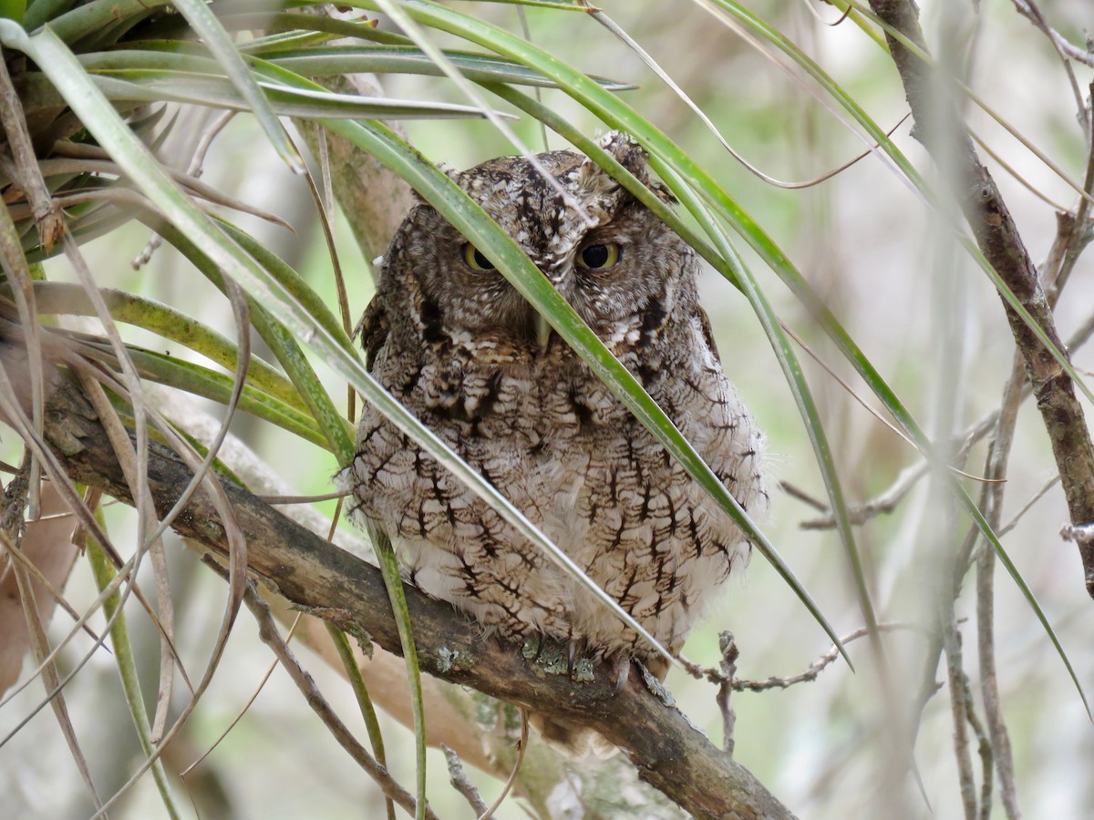 Whiskered Screech-Owl - John van Dort