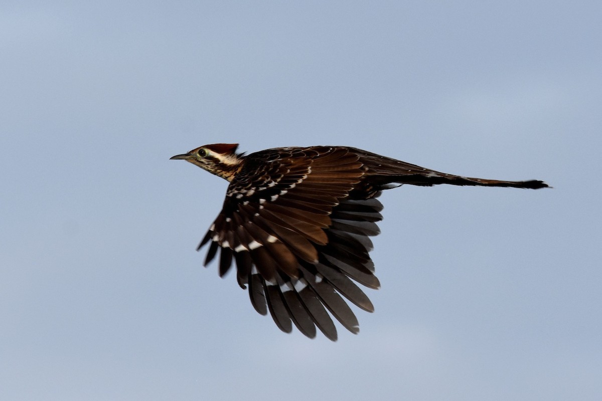 Pheasant Cuckoo - ML151223681