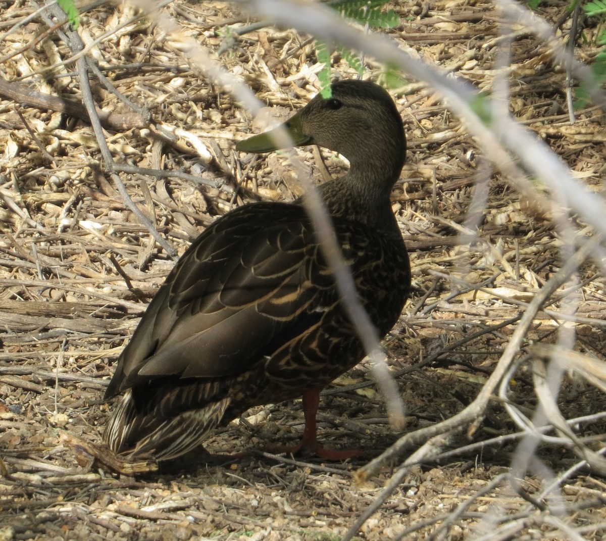 Mexican Duck - ML151223741