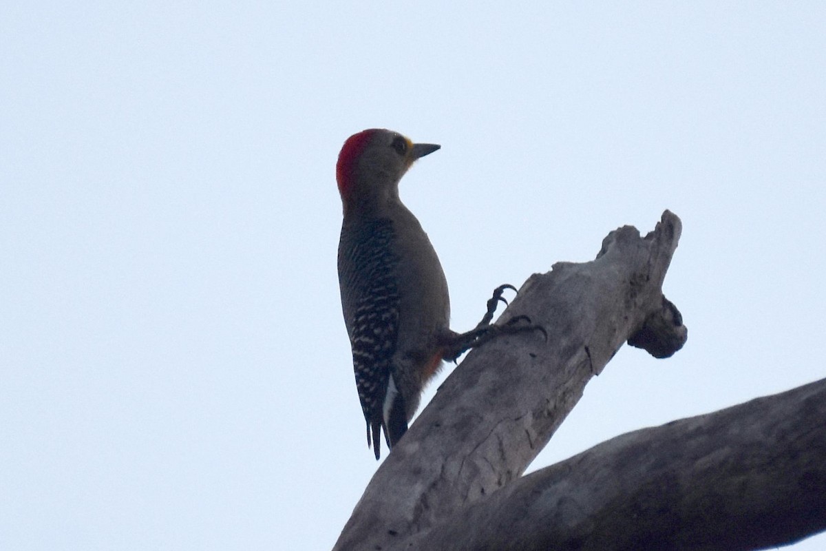 Yucatan Woodpecker - Nick Moore