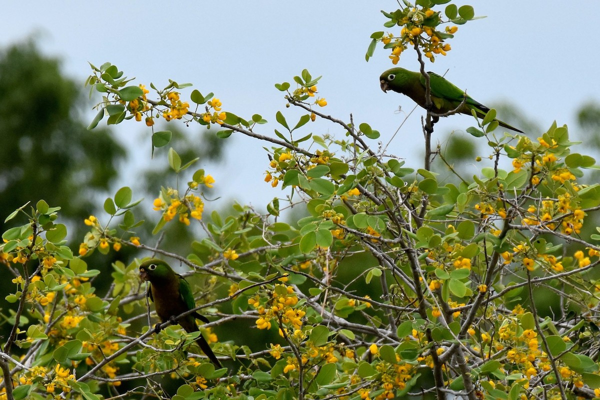 Olive-throated Parakeet (Aztec) - Nick Moore