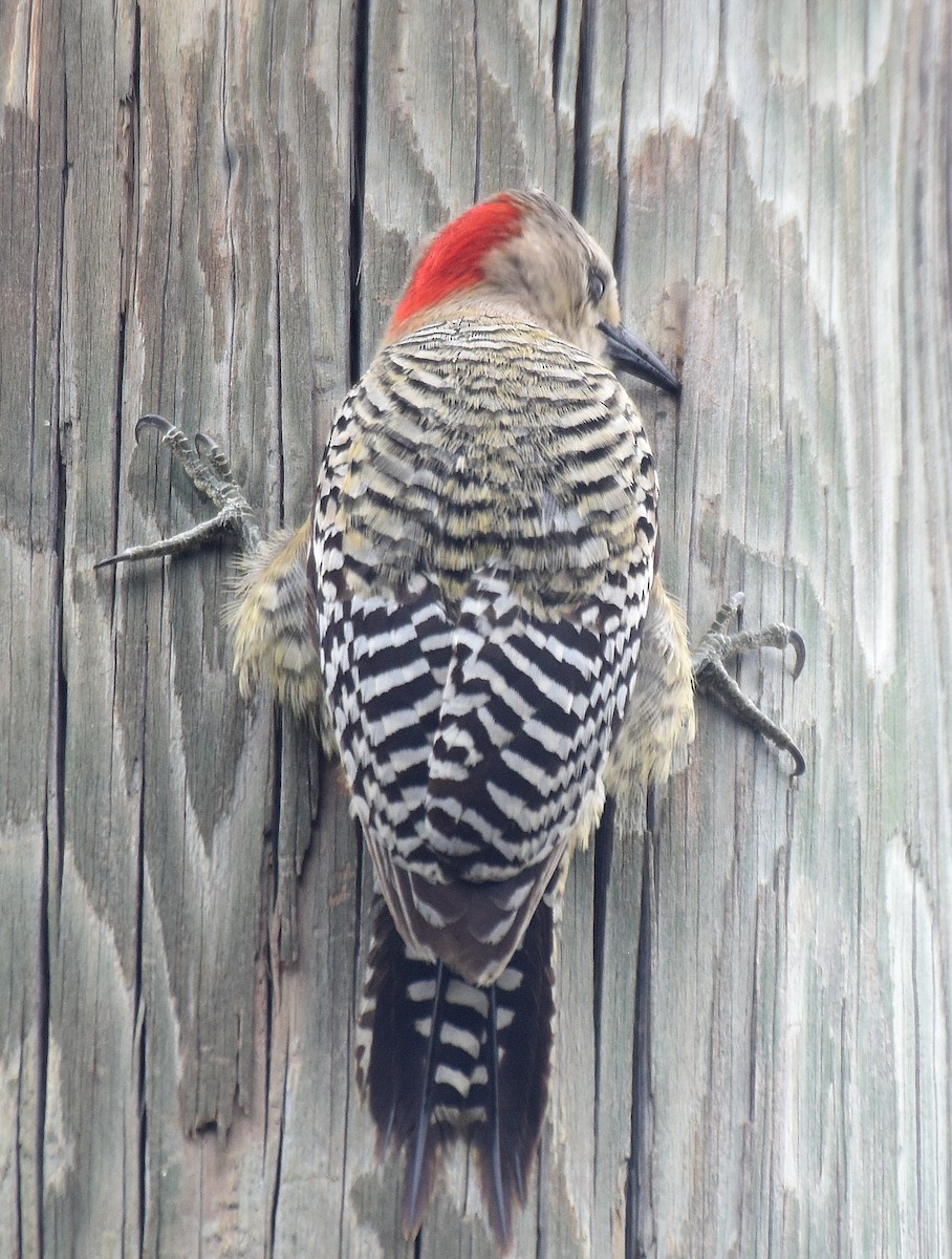 West Indian Woodpecker - ML151226971