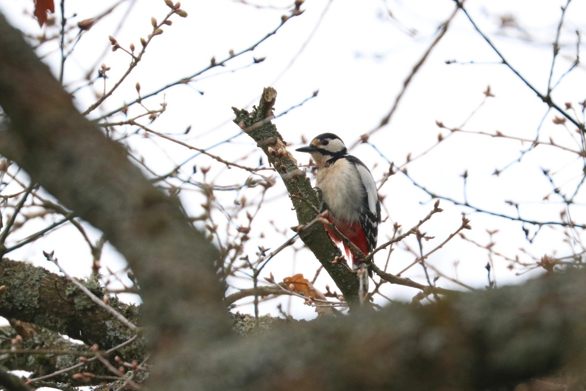Great Spotted Woodpecker (Great Spotted) - ML151227781