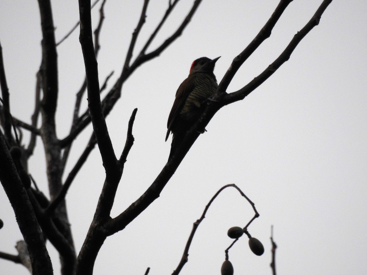 Golden-olive Woodpecker - Néstor Villalobos Rojas