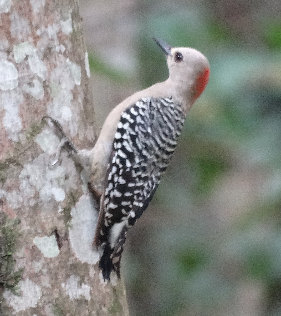 Red-crowned Woodpecker - ML151228411
