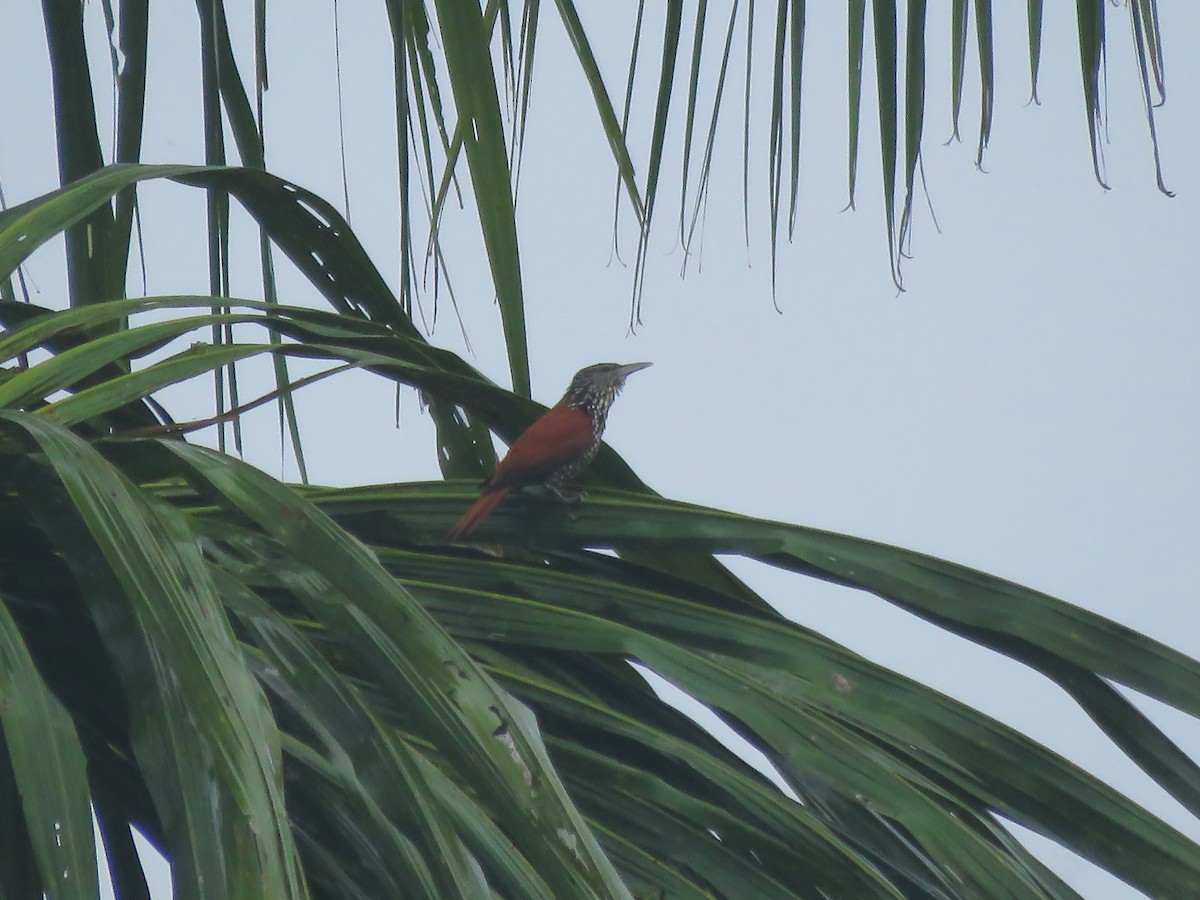 Point-tailed Palmcreeper - Omar Custodio - CORBIDI