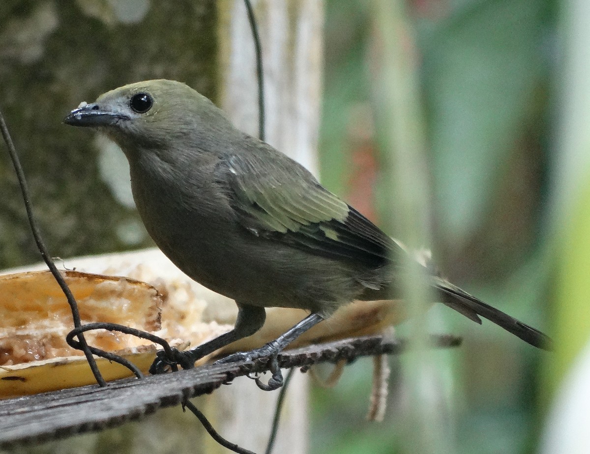 Palm Tanager - ML151228711