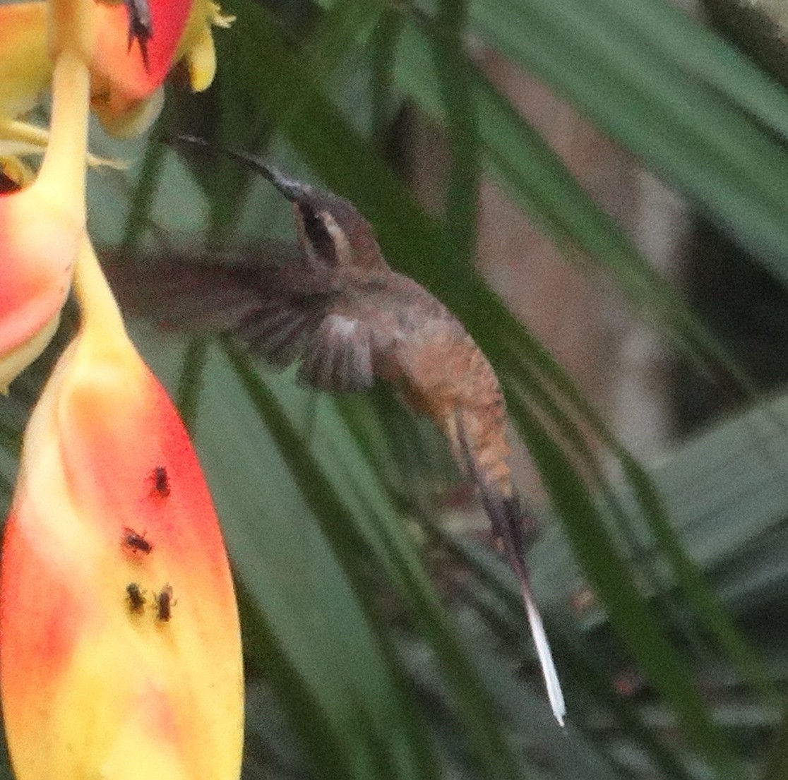 Long-billed Hermit (Central American) - ML151229051