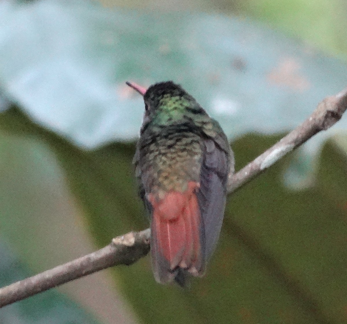 Rufous-tailed Hummingbird (Rufous-tailed) - ML151229321