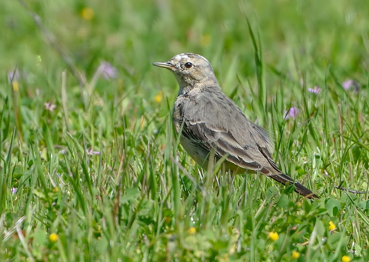 American Pipit - Jerry Ting