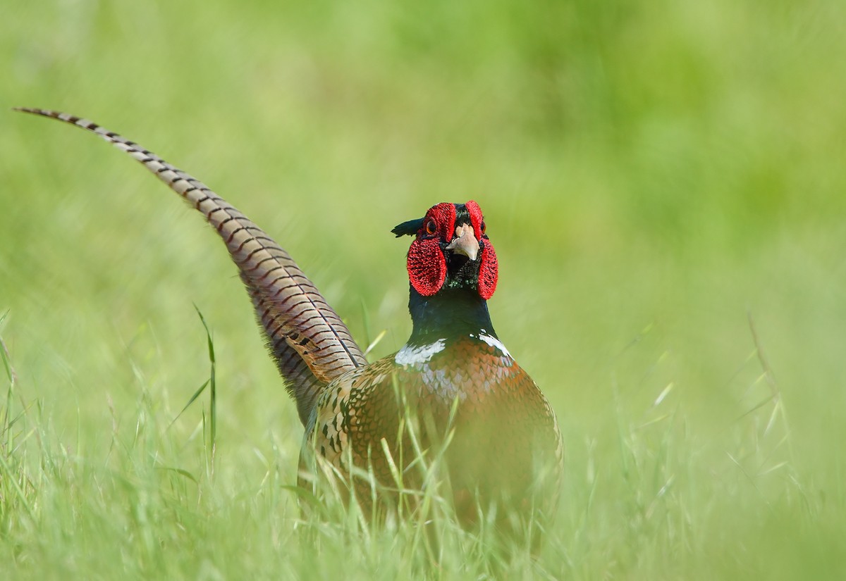 Ring-necked Pheasant - Jerry Ting