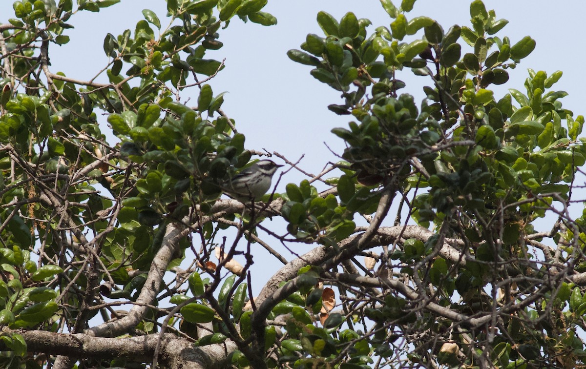 Black-throated Gray Warbler - ML151231451