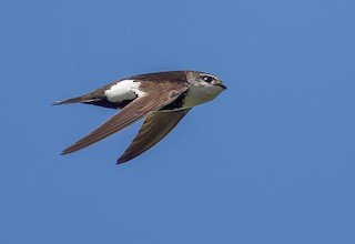 White-throated Swift