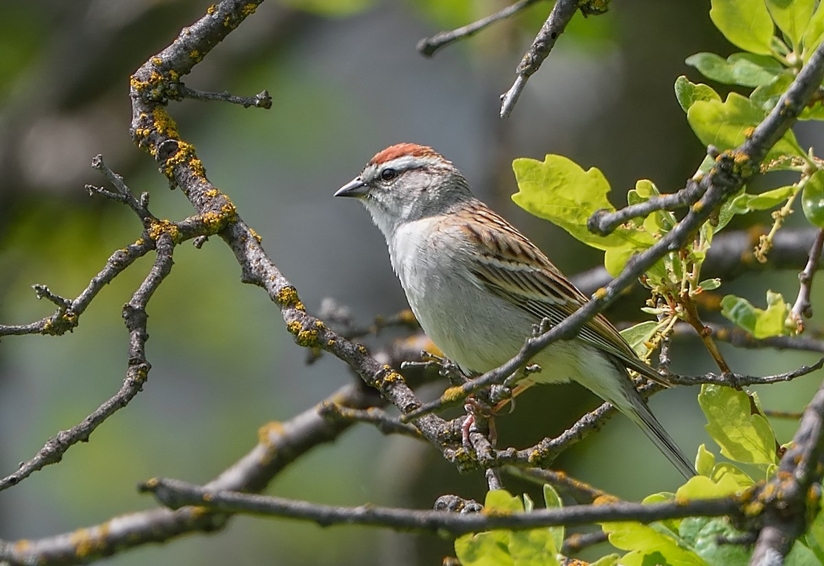 Chipping Sparrow - Jerry Ting
