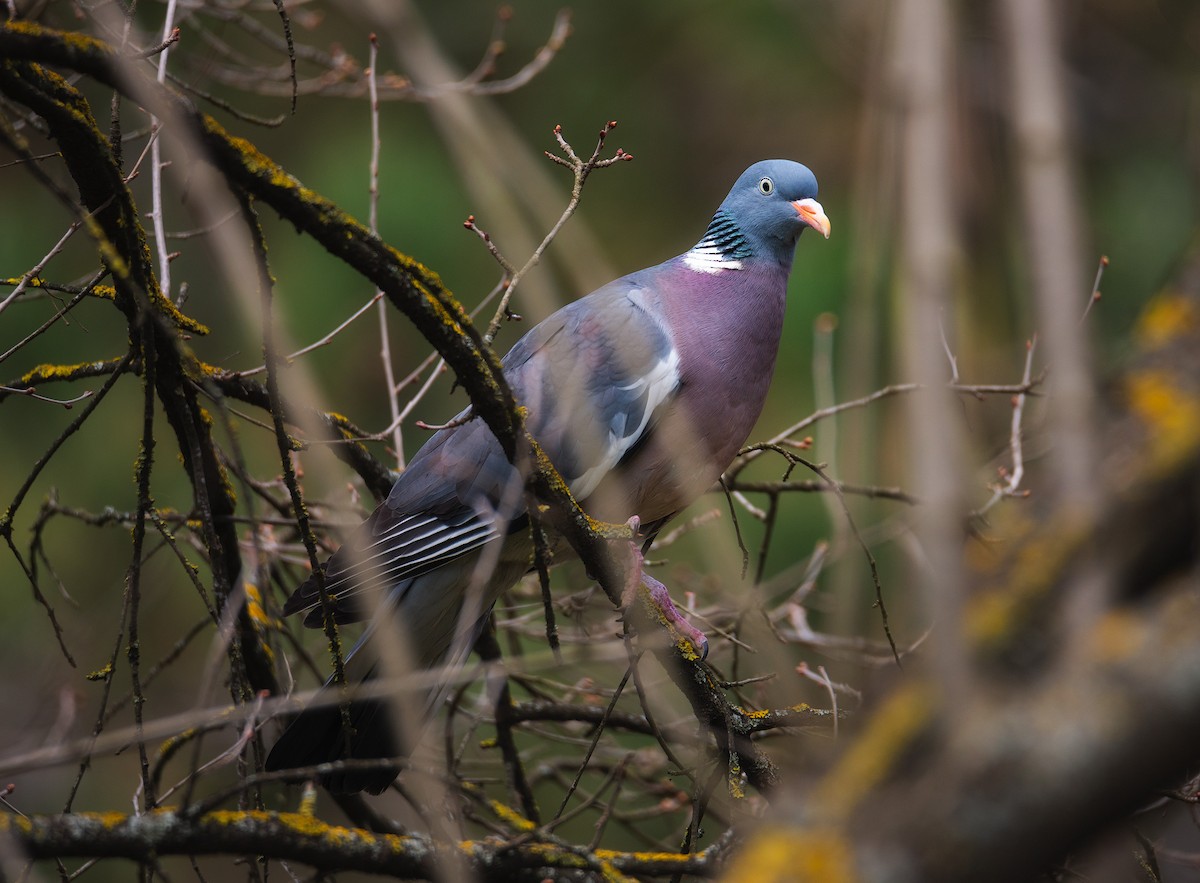 Common Wood-Pigeon - Slava Luzanow