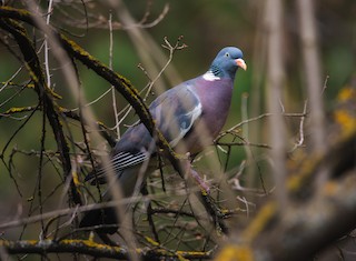 Common Wood-Pigeon, ML151236871