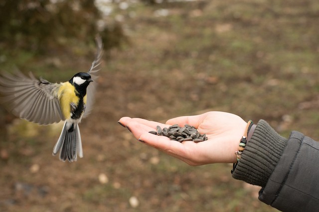 In some places, birds may become tame enough to hand feed. - Great Tit - 