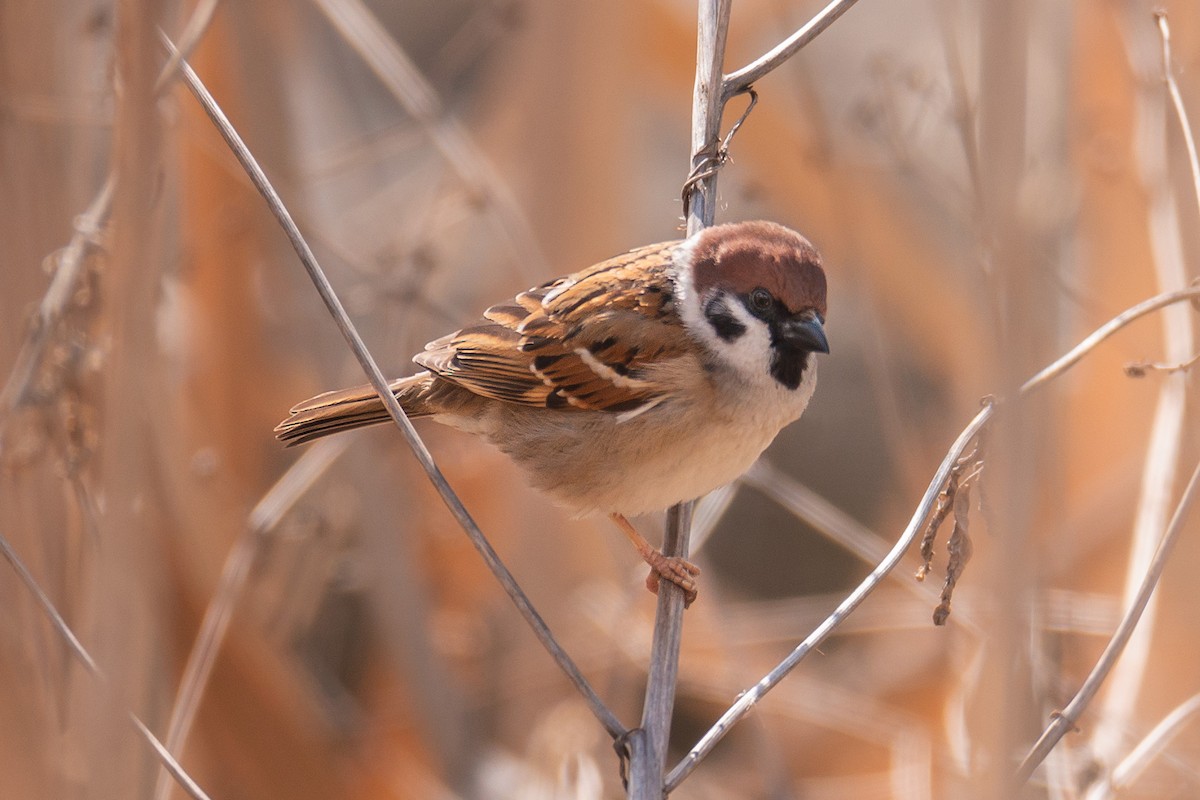 Eurasian Tree Sparrow - ML151237541