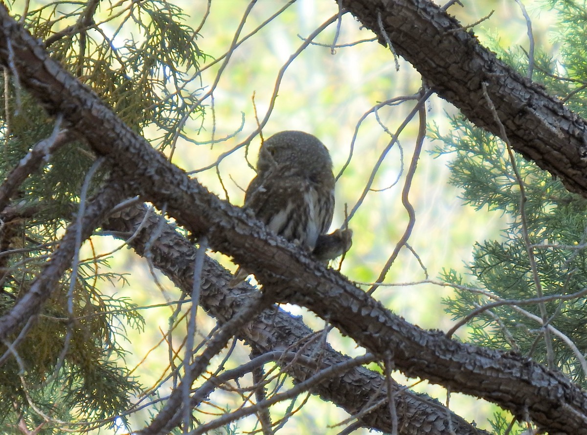 Northern Pygmy-Owl - ML151242841