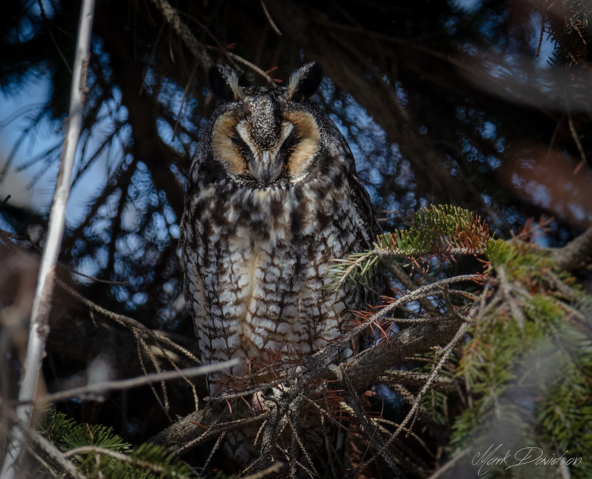 Long-eared Owl - ML151244301