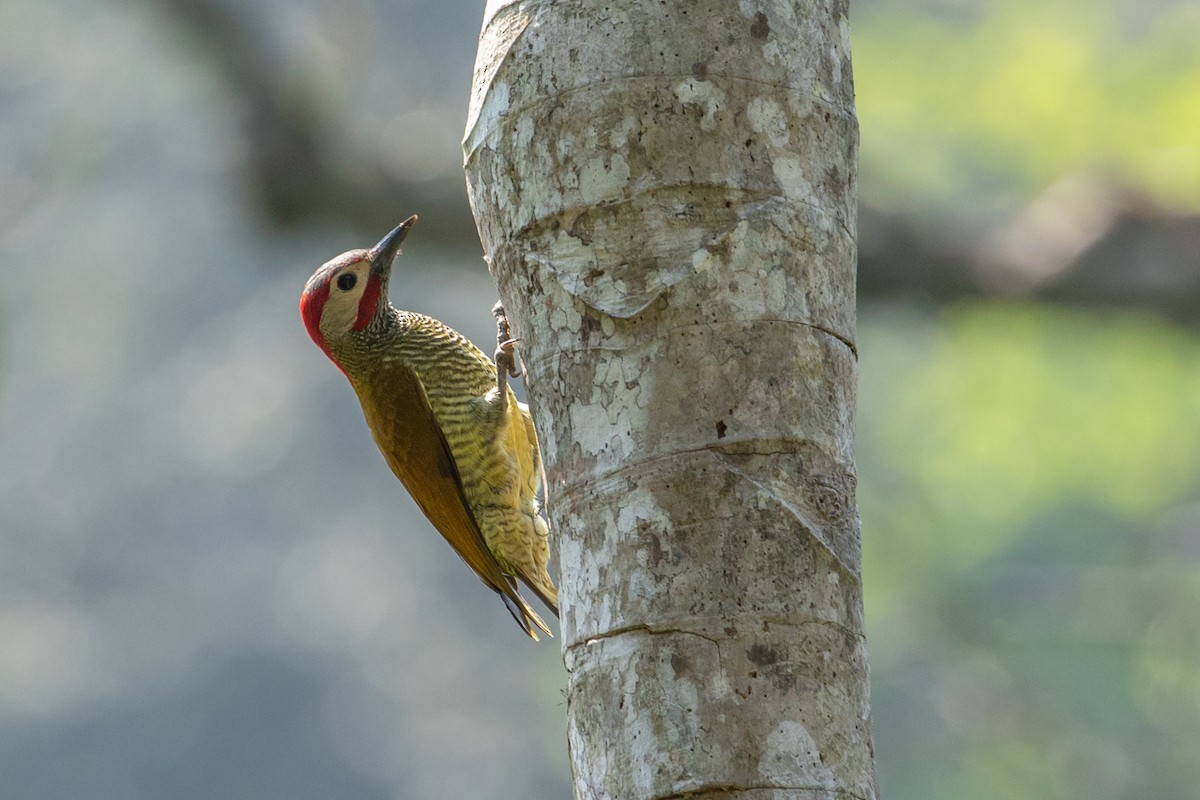 Golden-olive Woodpecker - Louis Bevier