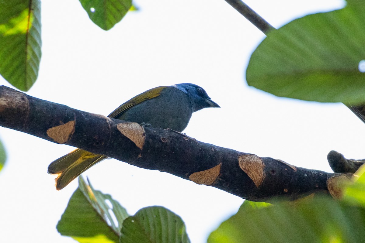 Blue-capped Tanager - Louis Bevier