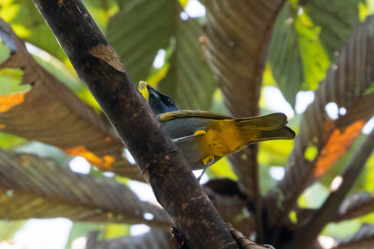 Blue-capped Tanager - ML151245991