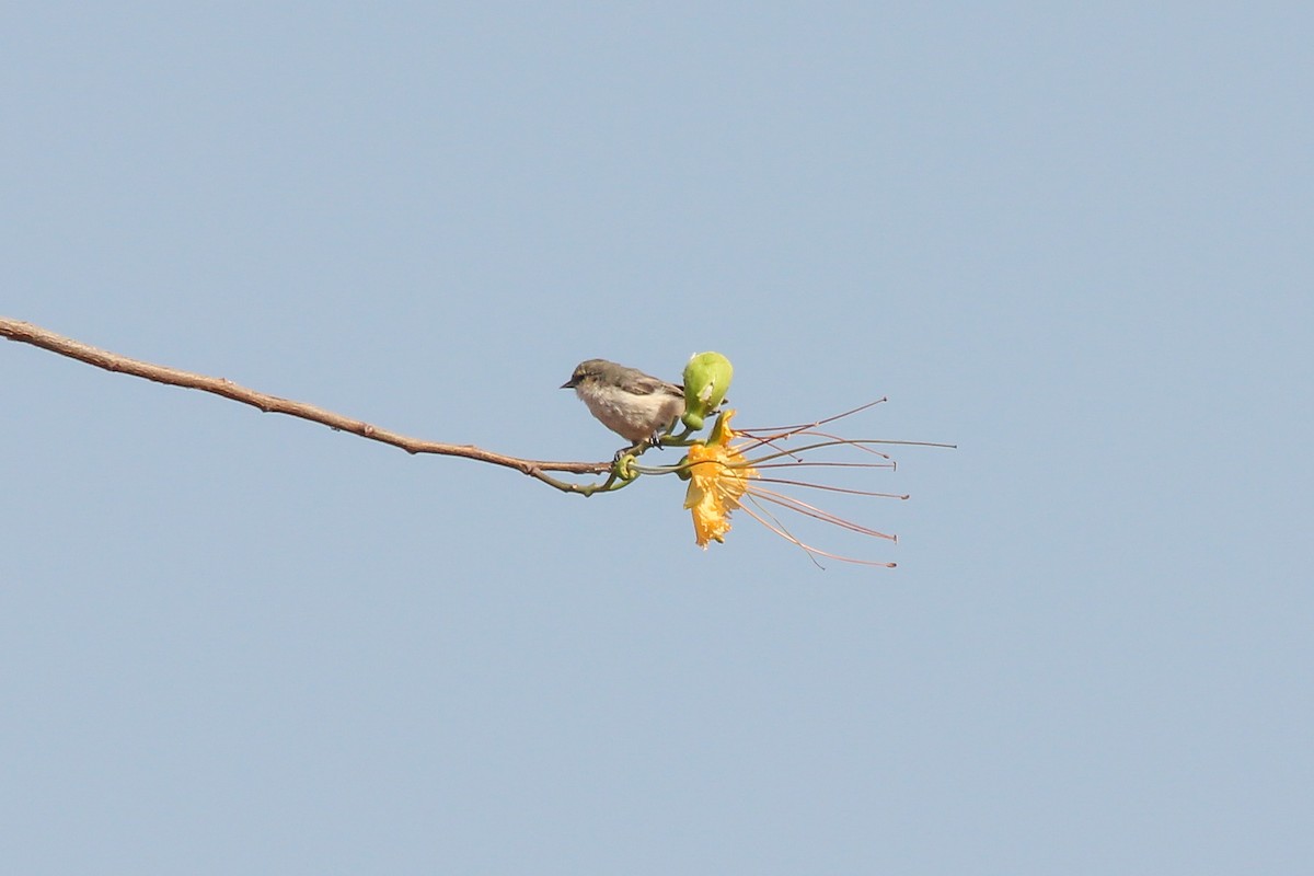 Mouse-colored Penduline-Tit - Peter  Steward