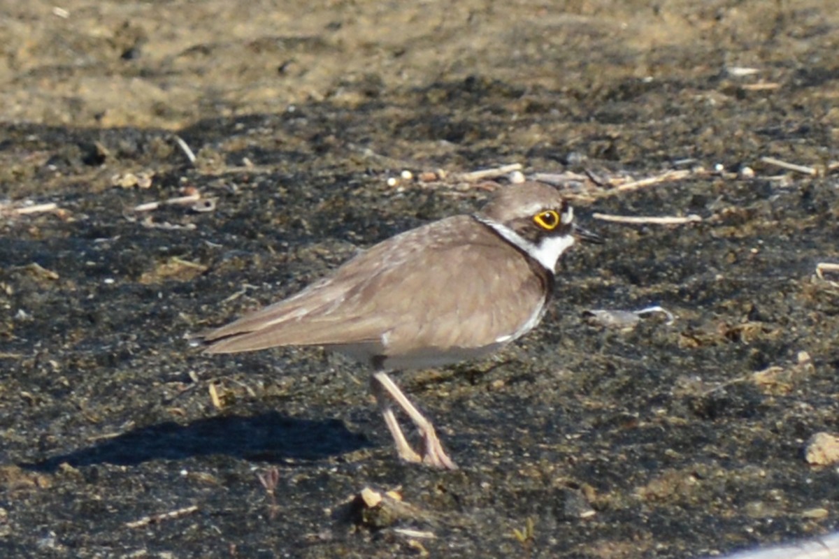 Little Ringed Plover (curonicus) - ML151246211