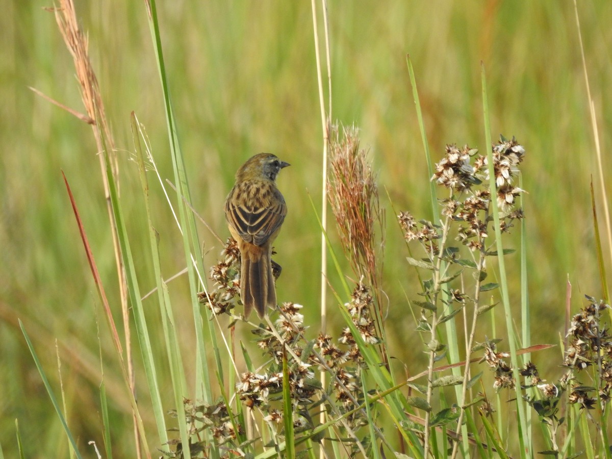 Long-tailed Reed Finch - JOSE LARENTI