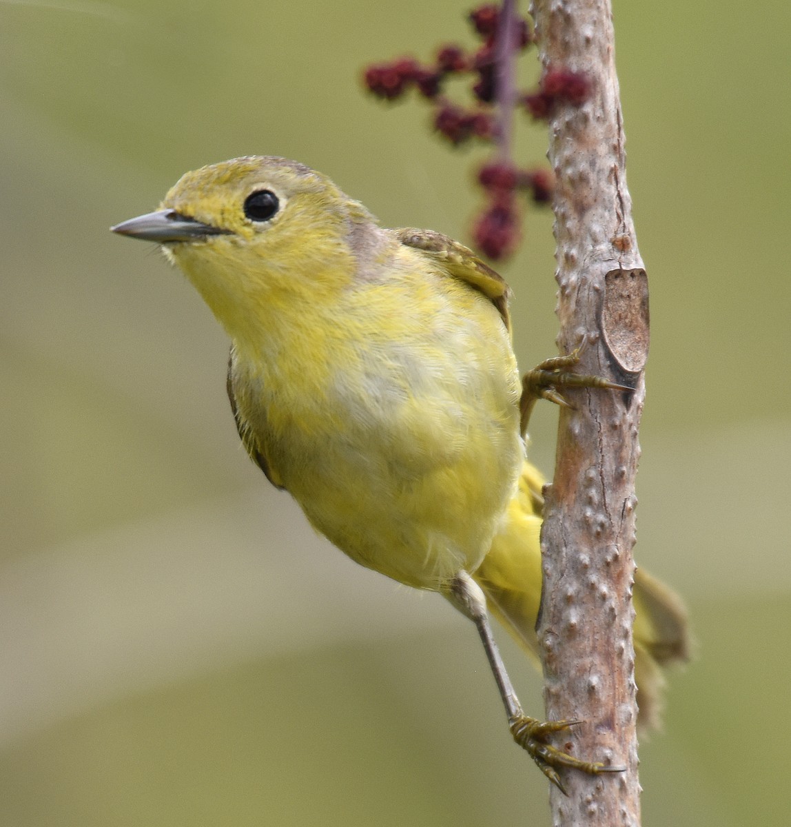 Yellow Warbler (Golden) - ML151246951