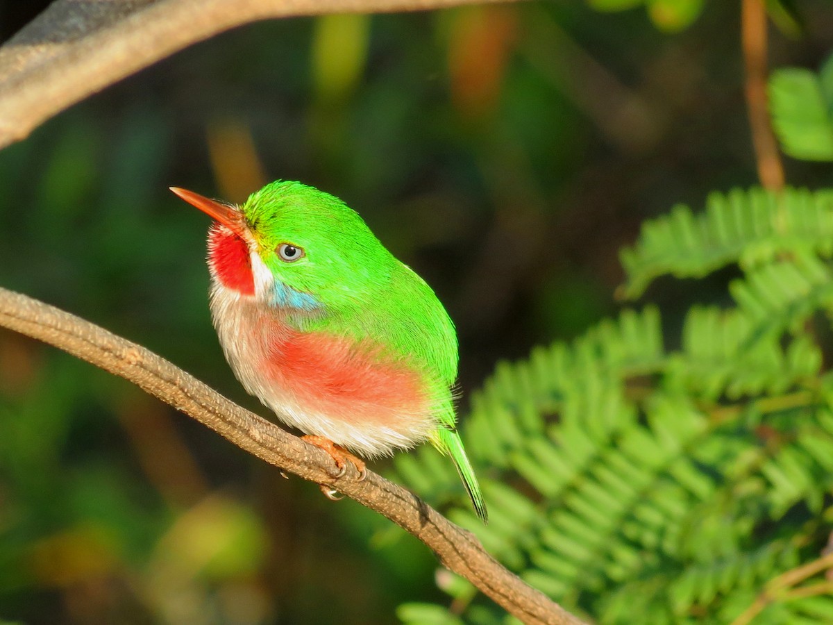 Cuban Tody - Andrew Olive