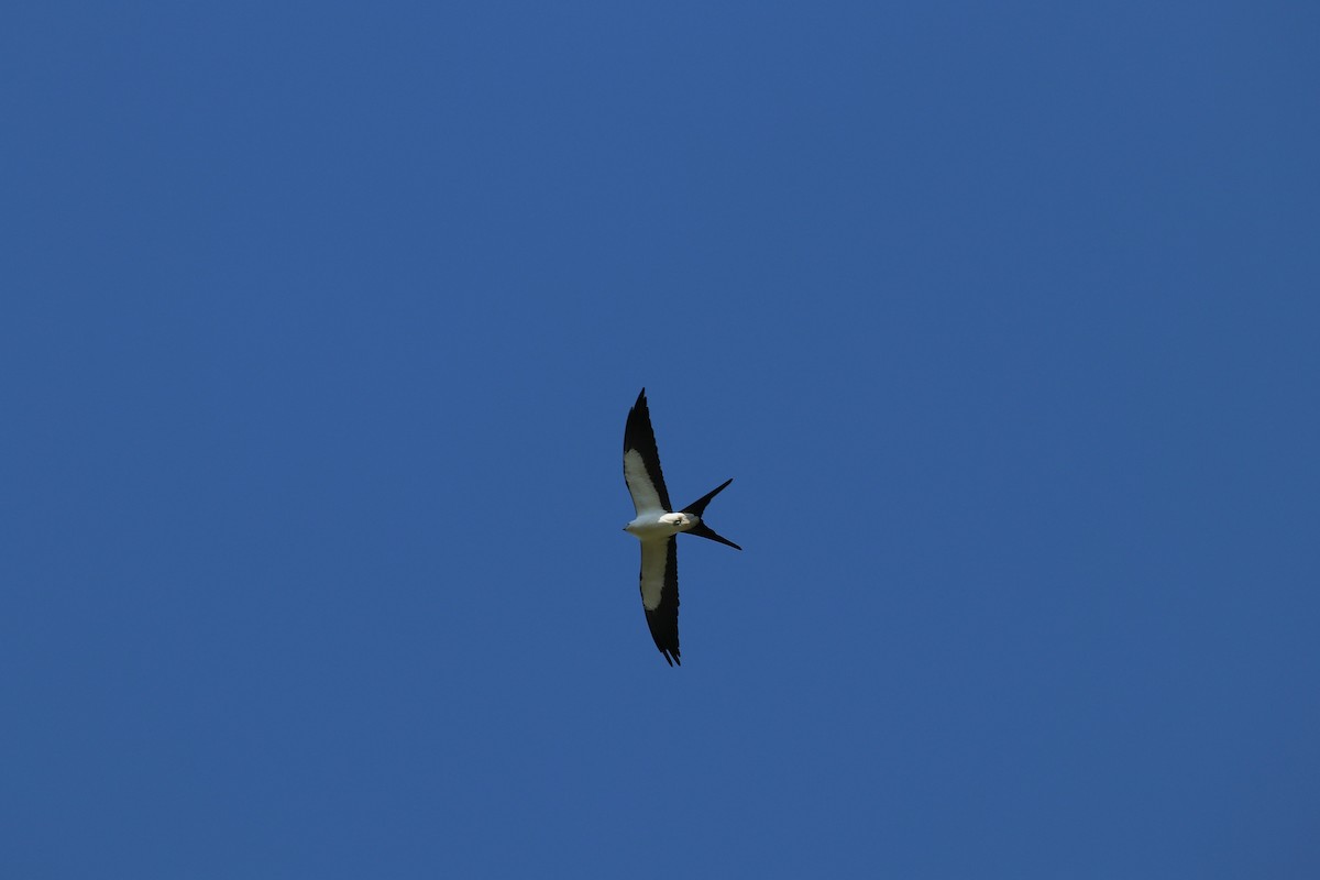 Swallow-tailed Kite - ML151248801